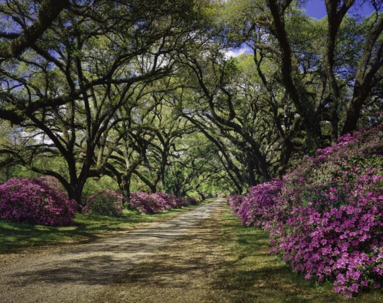 Louisiana beauty