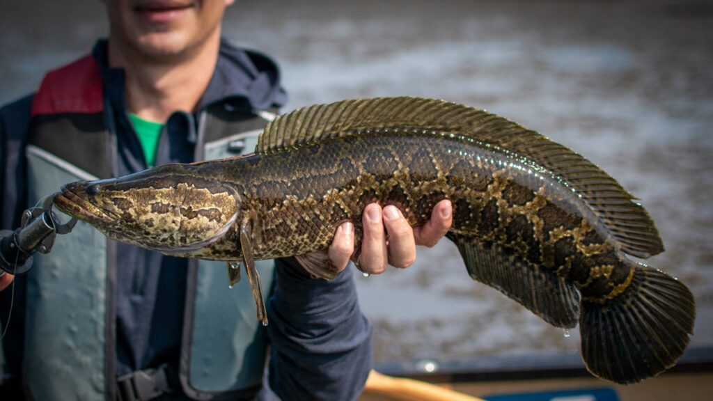 northern snakehead