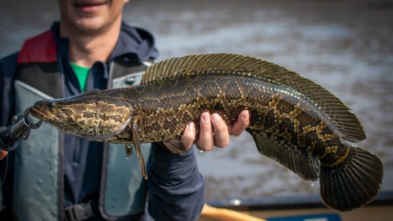 northern snakehead